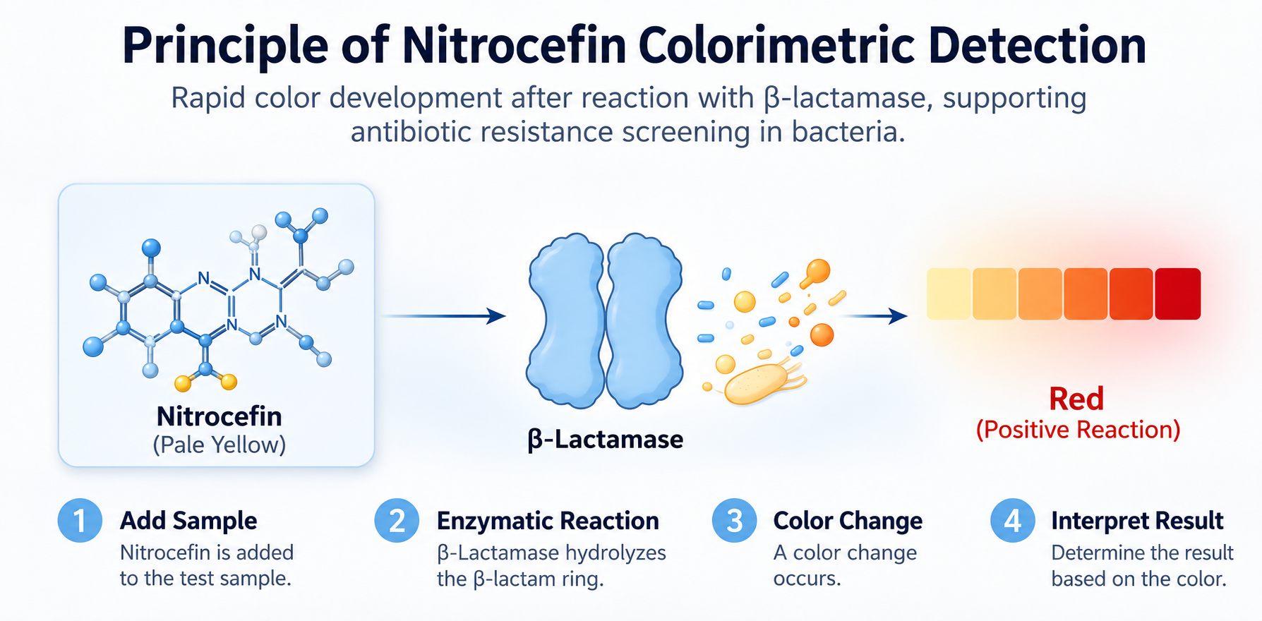 Nitrocefin: A Chromogenic Substrate for Accurate Detection of Bacterial Antibiotic Resistance